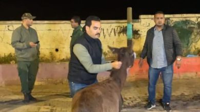 حملة ليلية لمُطاردة الدواب بسطات