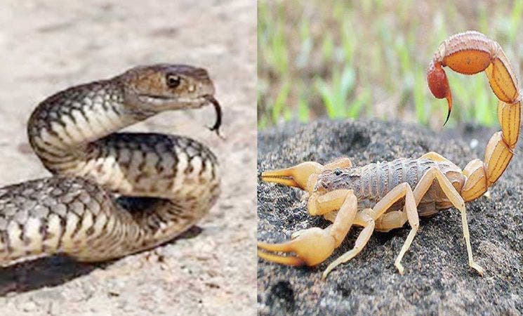 حرب الأفاعي والعقارب.. تهديد يلاحق القرى في صيف ساخن