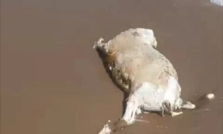 شاطئ السعيدية يلفظ “خروفًا”